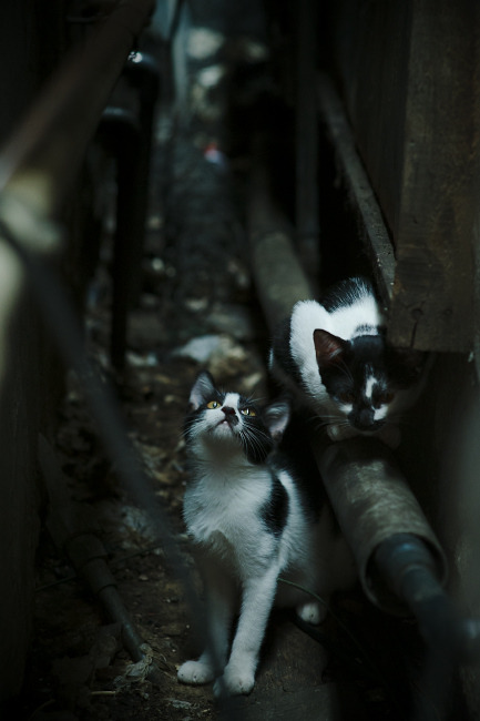 卡瓦哈尔,孤岛上的灯塔,照亮切尔西的希腊征途