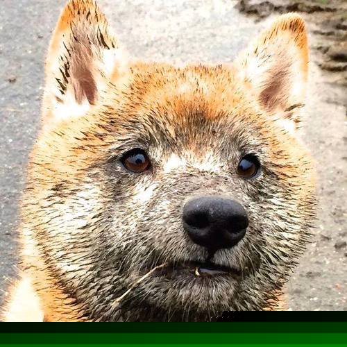 双城记,药厂逆袭与熊皇主宰,绿茵场上的冰与火之歌