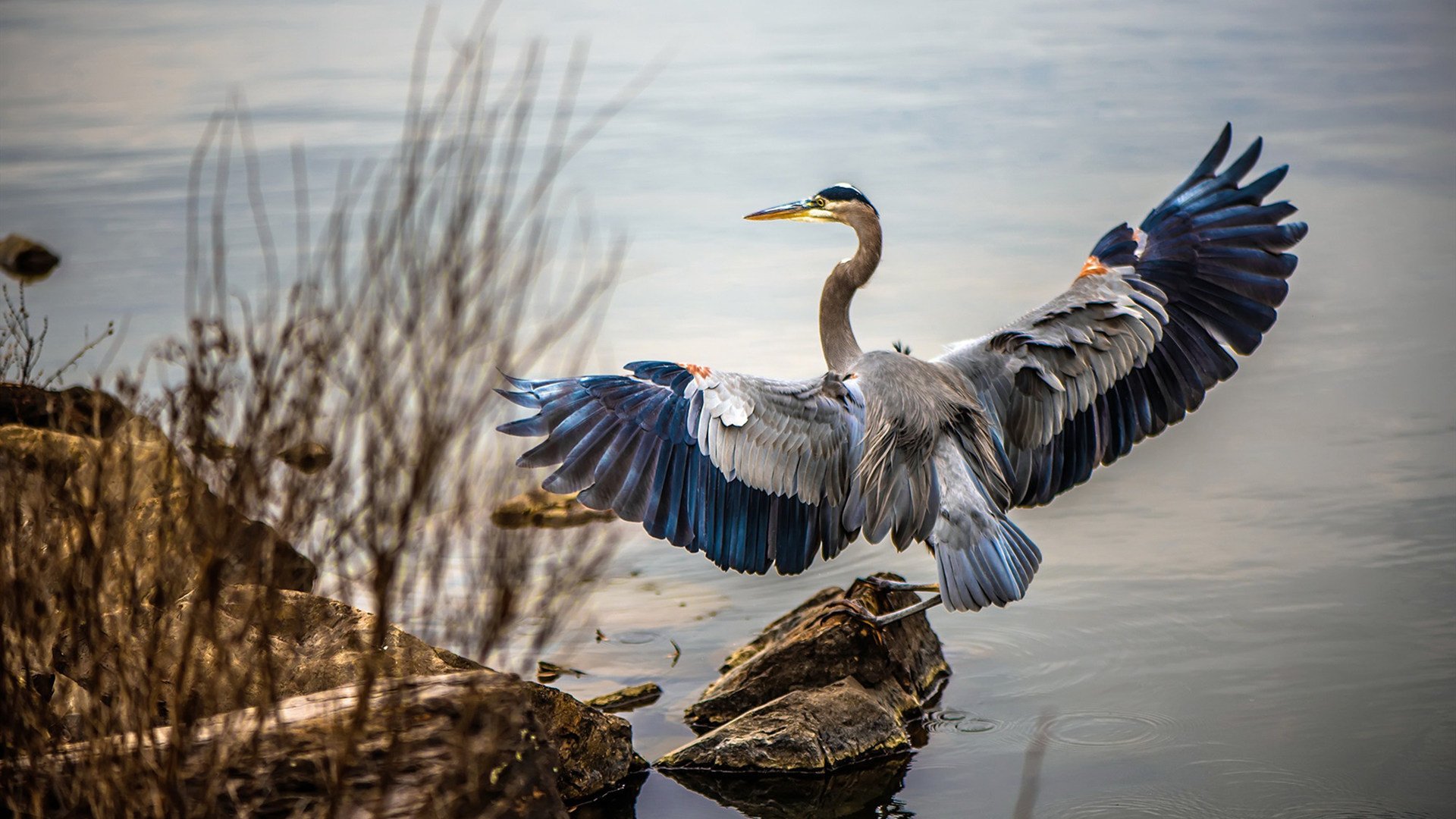 新王加冕,阿尔卡拉斯澳网鏖战ATP总决赛,用技术流宗师的锐度惊艳四座