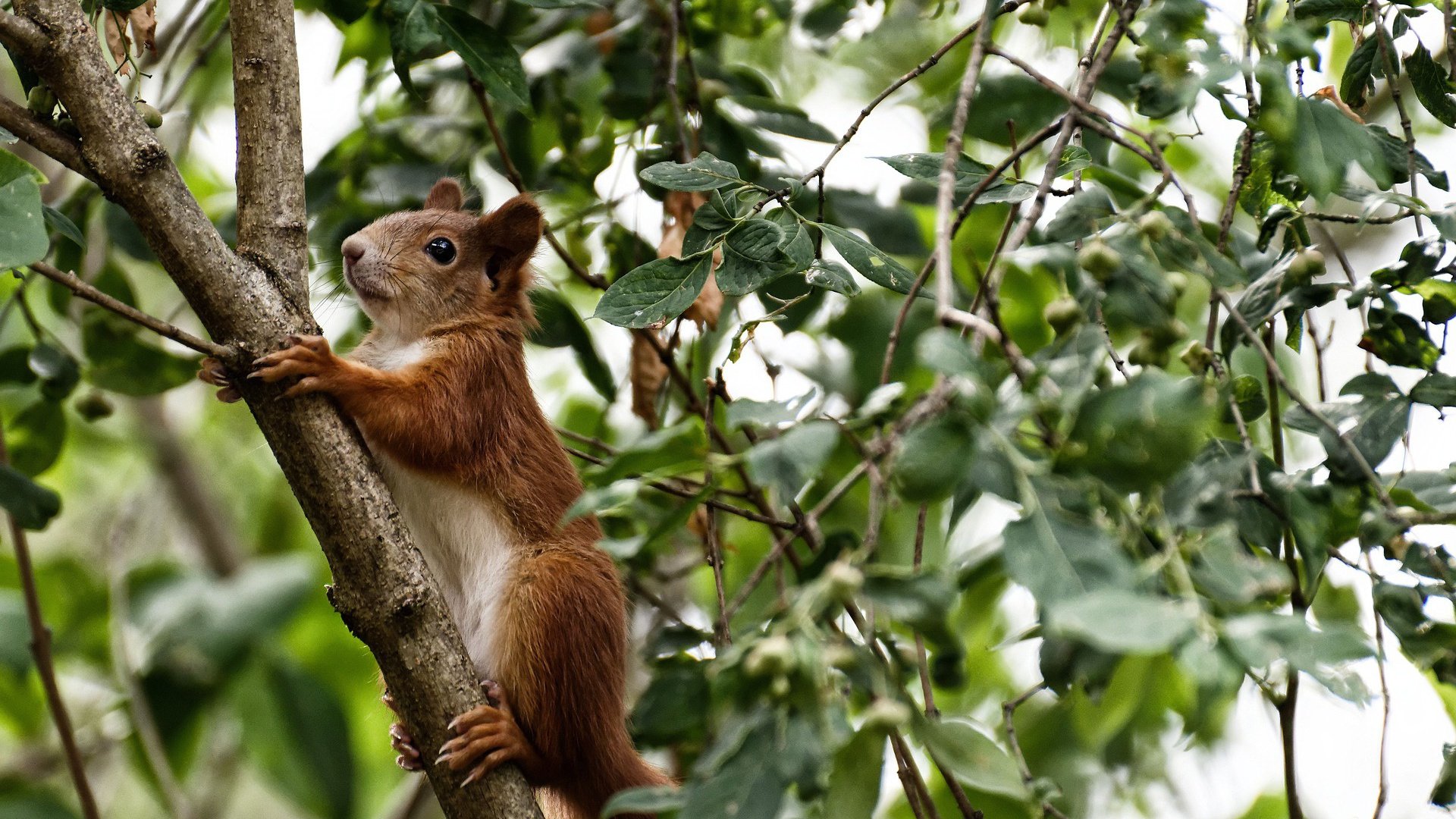 东瀛飓风席卷欧陆堡垒，孤胆龙王破阵难挽狂澜—解析日本队横扫与安赛龙带队取胜的胜负辩证法