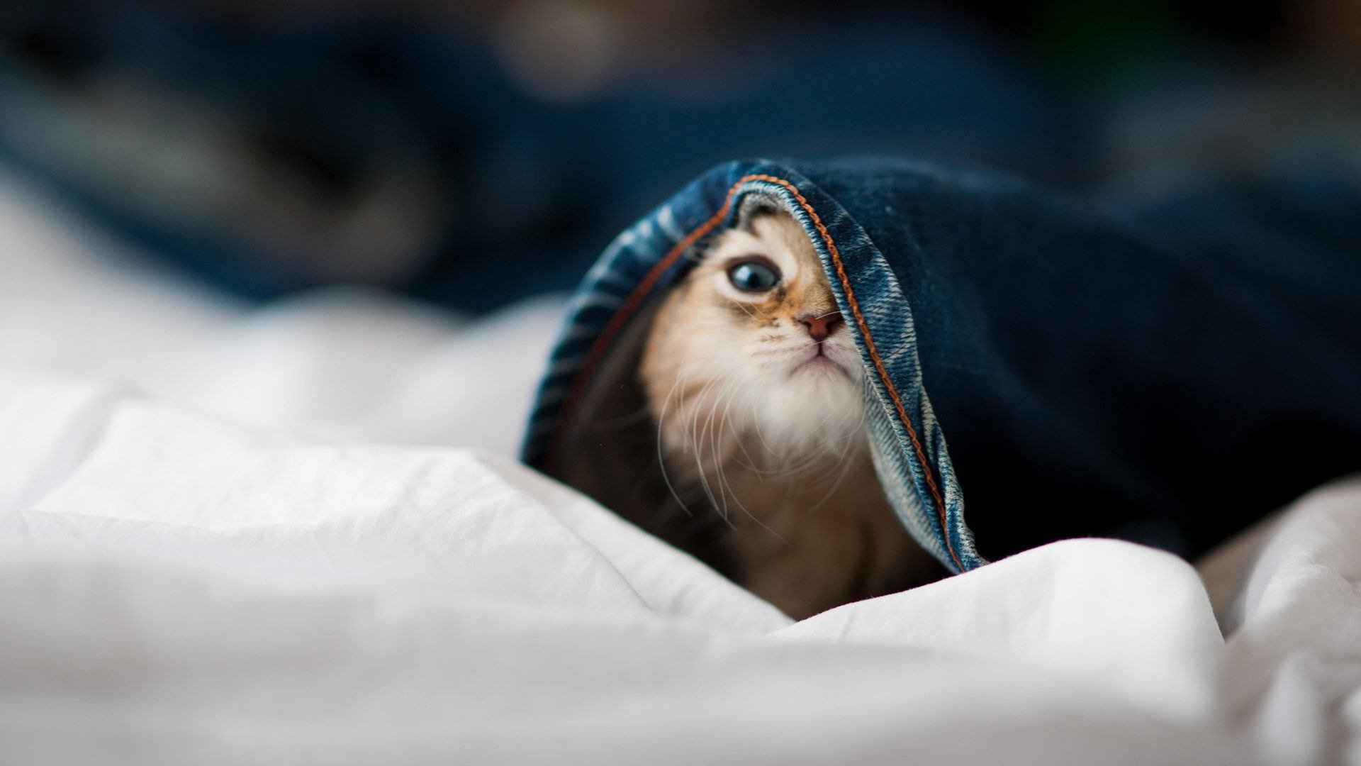 维也纳风暴席卷斯堪的纳维亚，奥地利队战术碾压，老将波尔点燃冰火战场