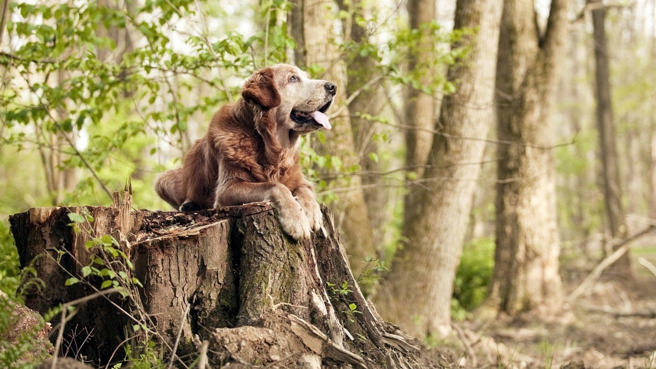 大场面先生武切维奇,掘金对阵深圳队的唯一对决