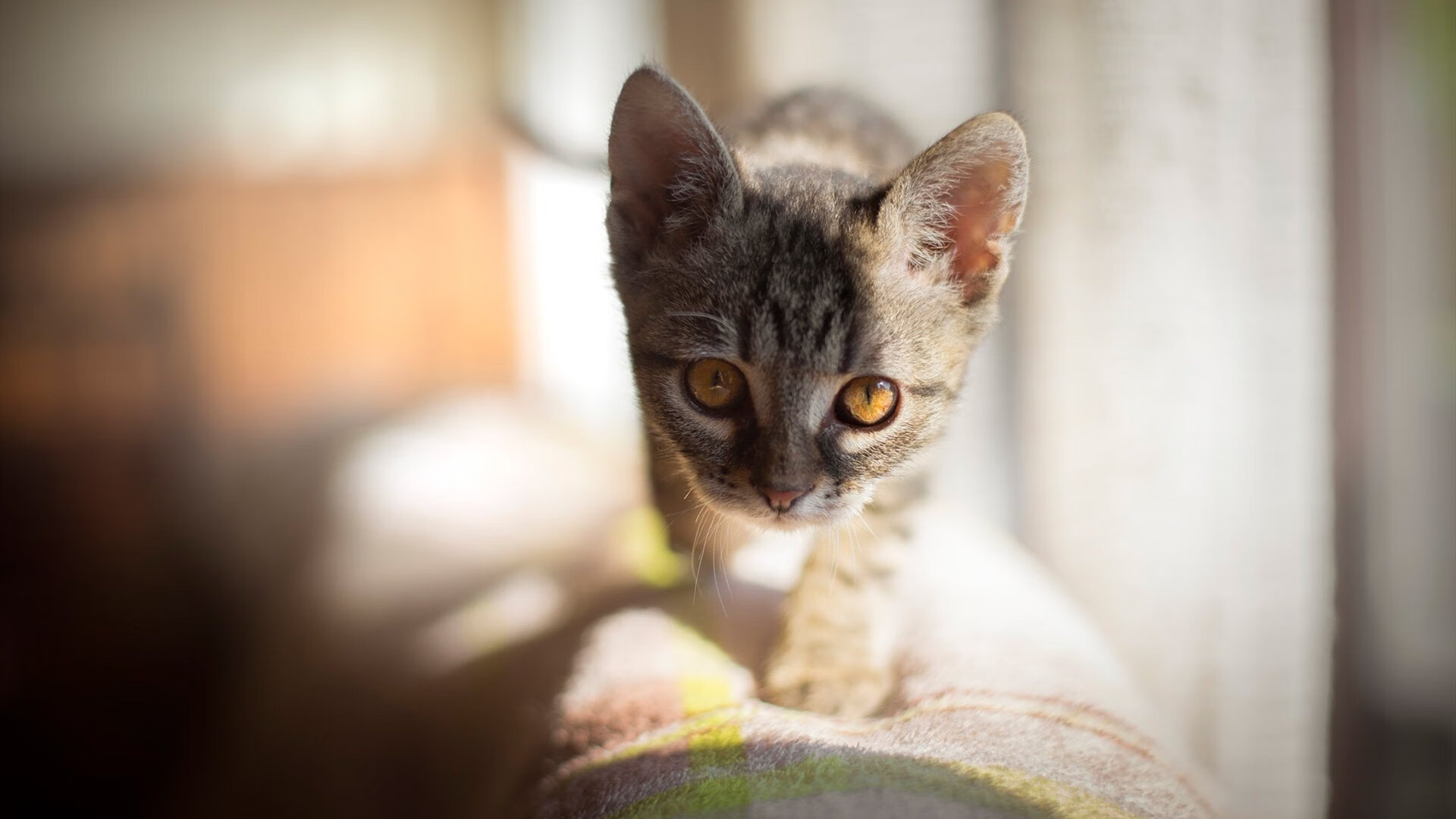 北京队打穿热火，那个平行宇宙里，爱德华兹带队取胜的瞬间