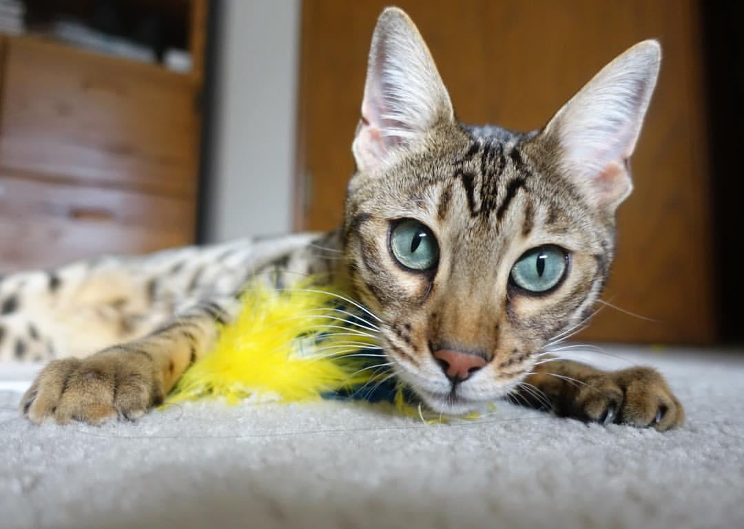 冰与火之歌,当冰岛终结非洲悬念,凯塞多在F1王座上点燃引擎