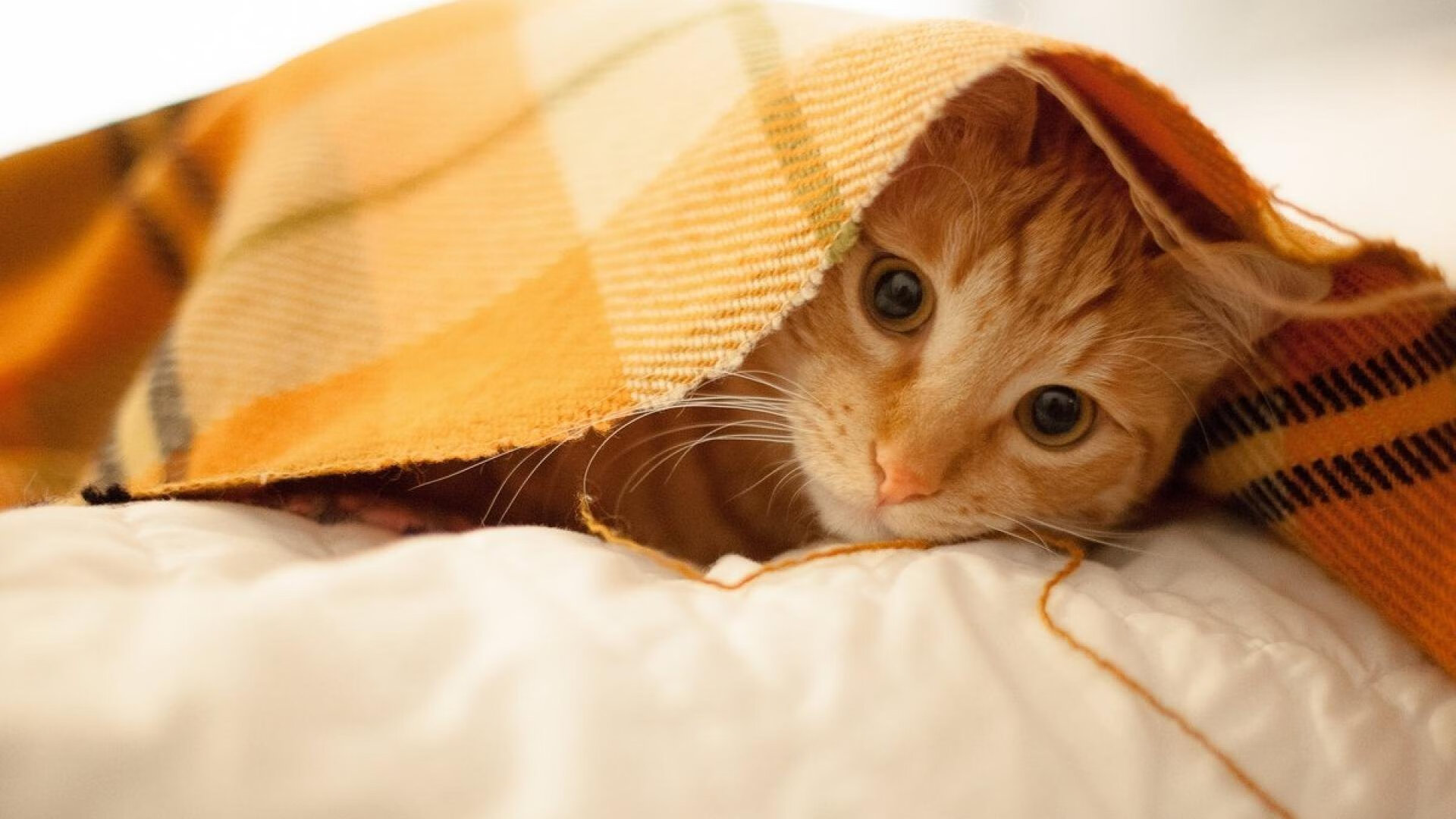 闪电撕裂夜幕,福克斯三节41分提前终结年度焦点之战