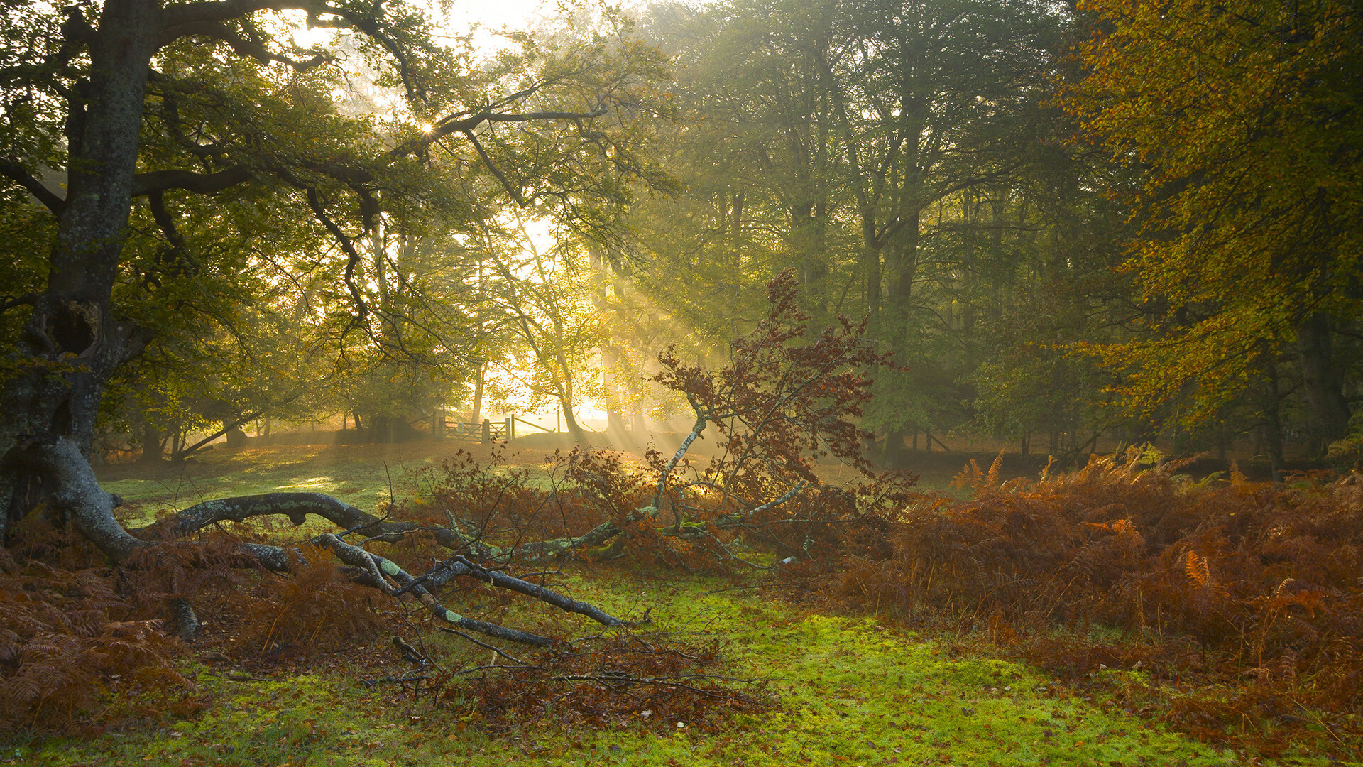 拉梅洛神兵天降！太阳主场焚毁天山堡垒？