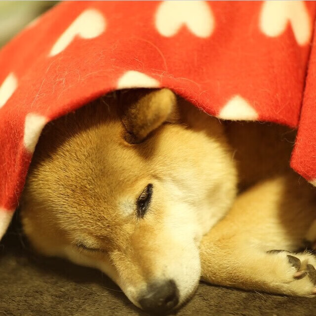 1+1>2?伦纳德关键球命中率超50%却仅出手1.5次,尼克斯团队篮球摧毁黄蜂