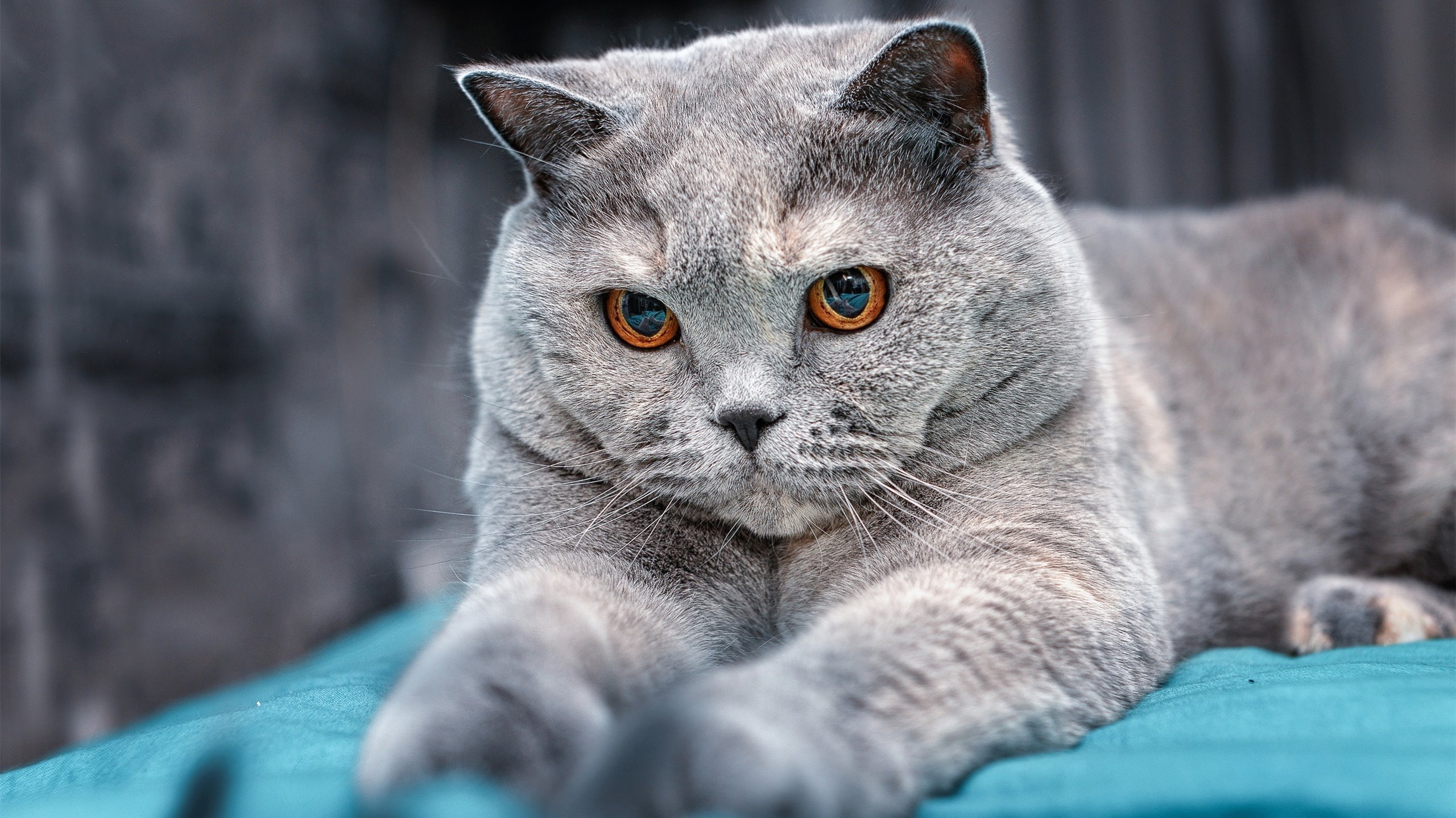 1+1>2?伦纳德关键球命中率超50%却仅出手1.5次,尼克斯团队篮球摧毁黄蜂