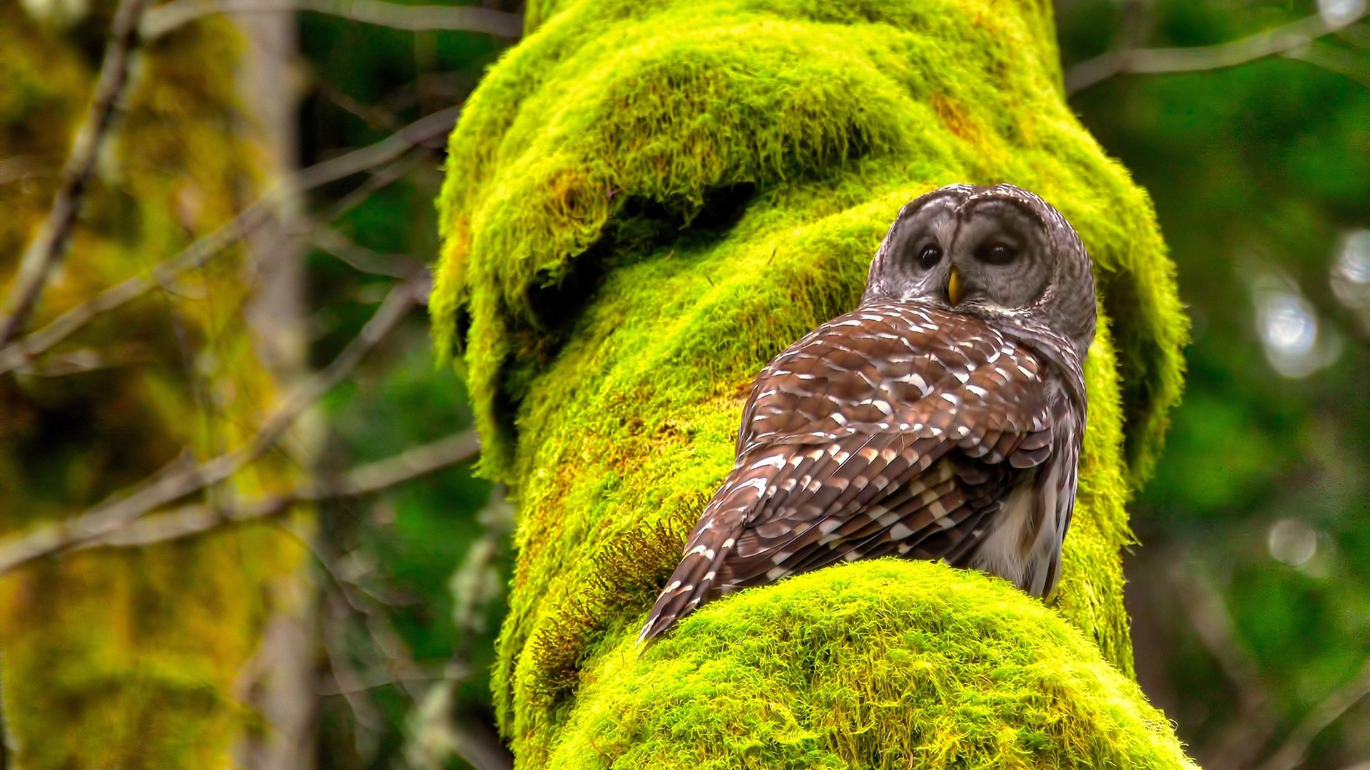 主裁判提前离场后，班凯罗在夜空中写下了唯一的法则