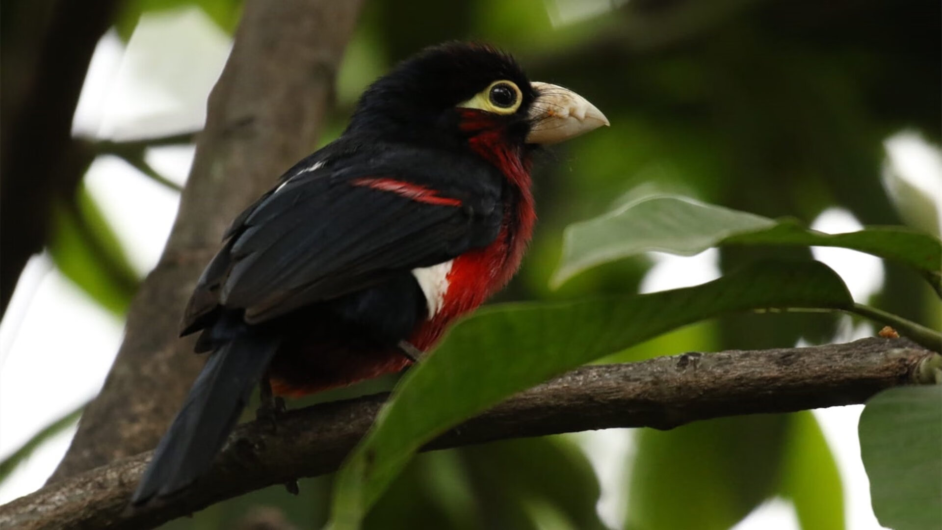 格列兹曼加时定乾坤,奥地利力克埃及惊险取胜