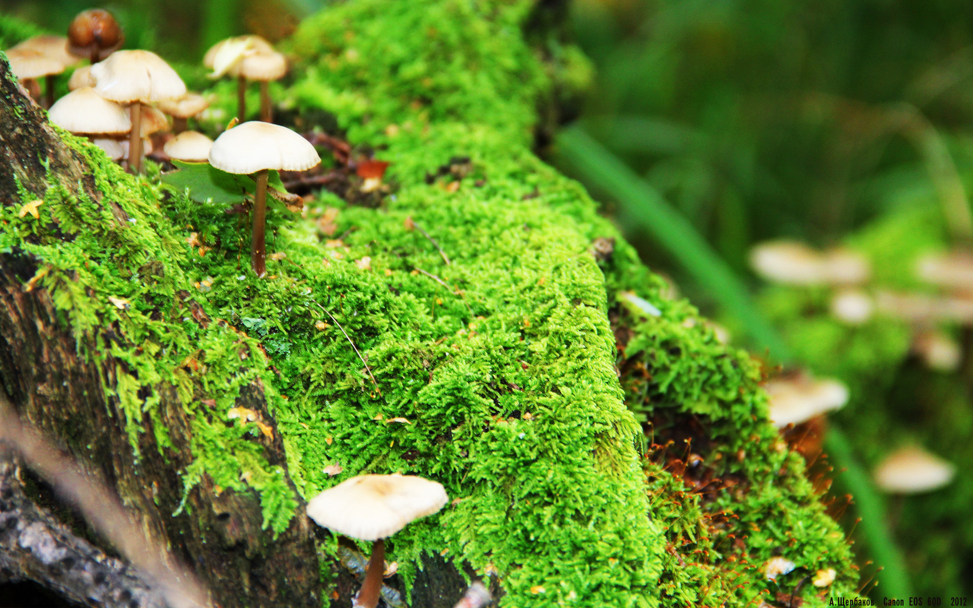 卢卡库肆虐防线破局,加纳淘汰赛力克芬兰晋级