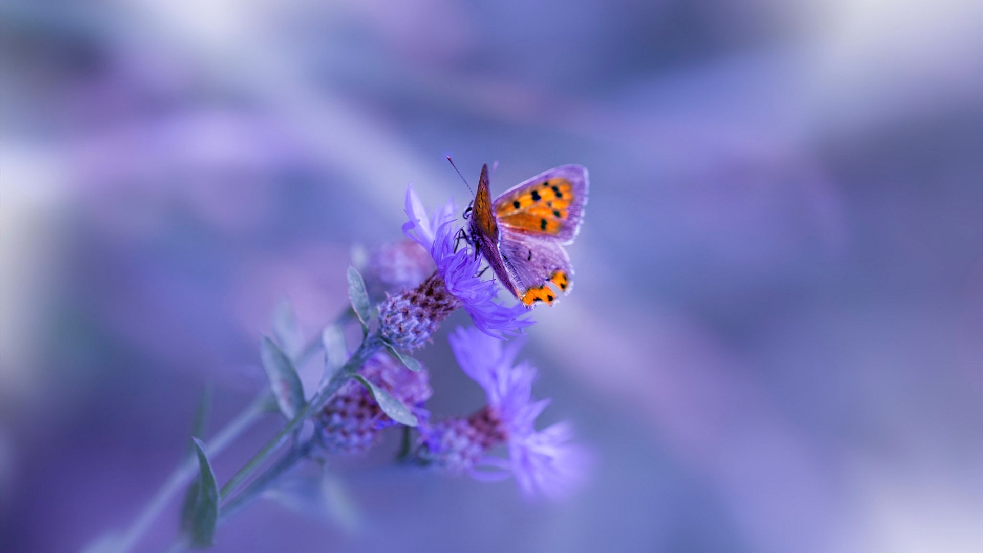 血战维金斯防线，门迪碟影式突袭击溃乌拉圭钢铁堡垒