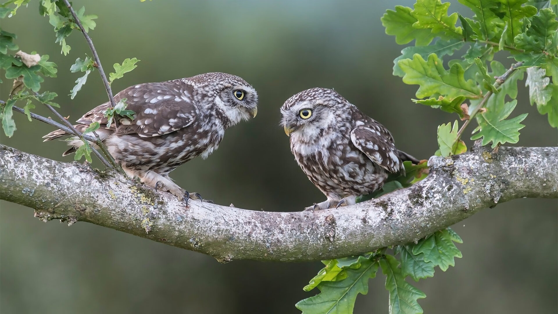 十字路口的舞者,久保建英在希腊与巴西之战中的攻防转换艺术