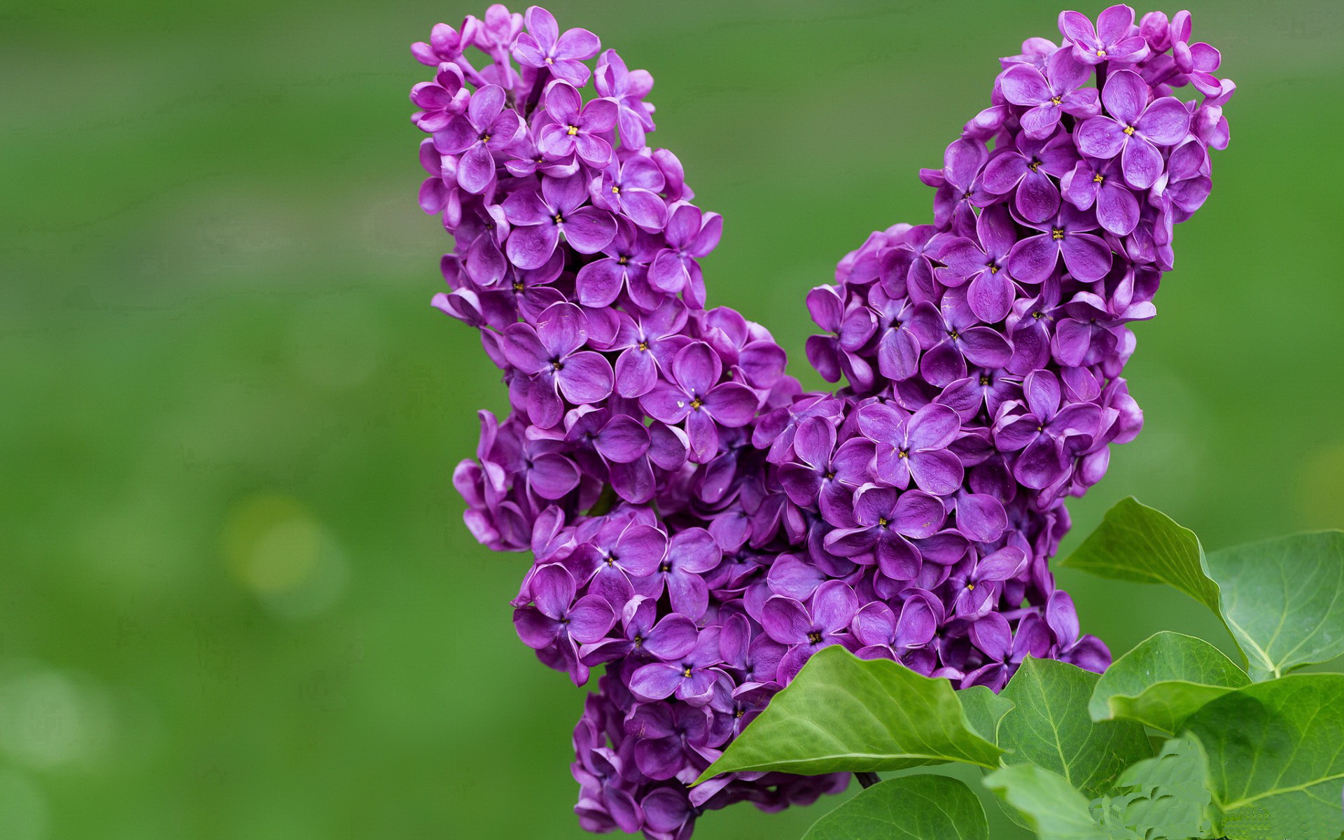 绿茵唯一性,用曼联的战术钥匙,如何解开尼日利亚的足球密码?