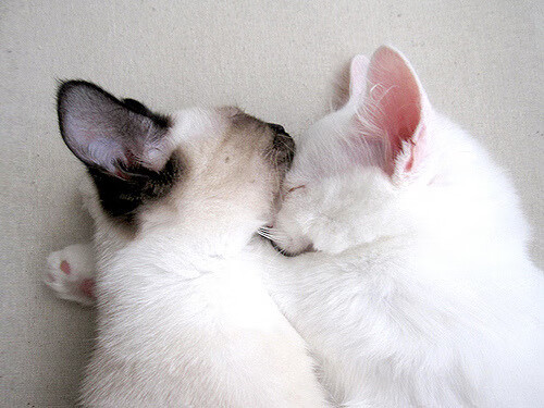 世纪裂痕,天使之翼划破北非铁壁,迪马利亚的伯纳乌暗战