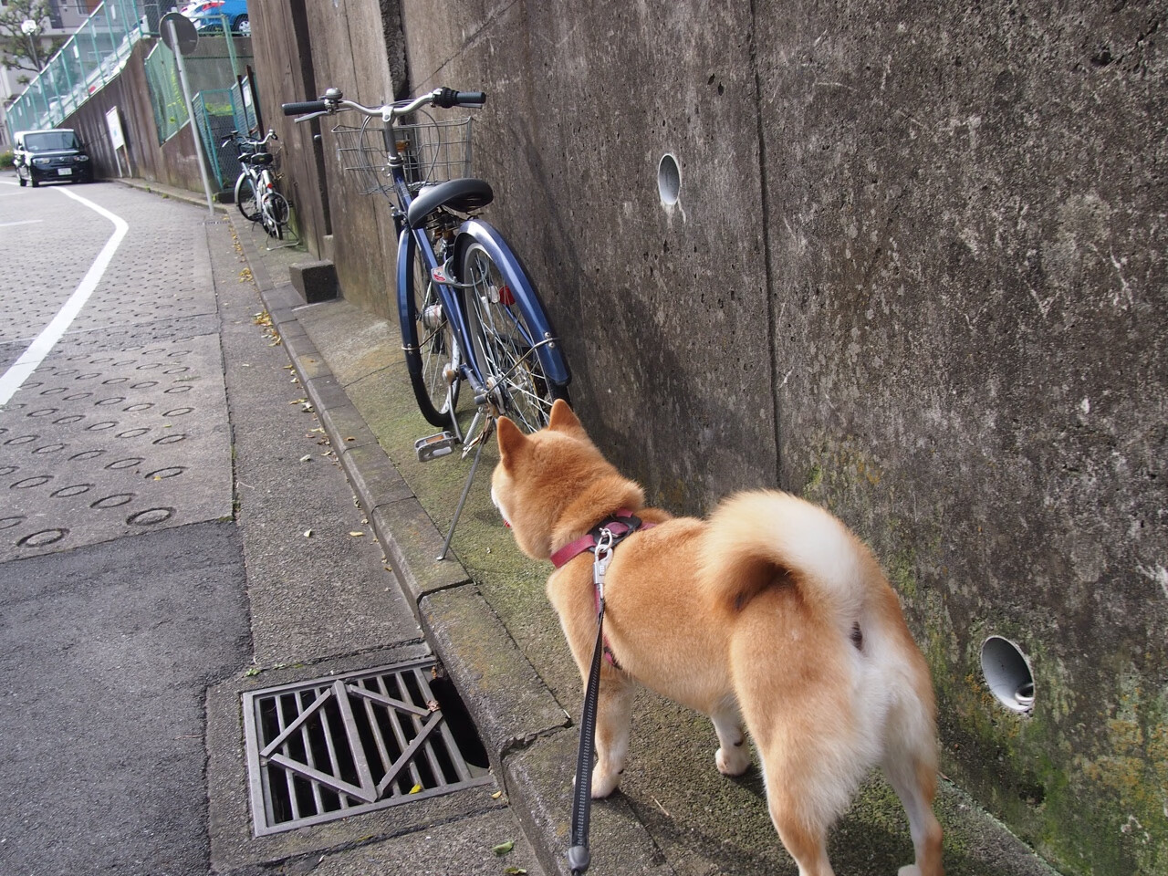 金色闪电撕裂沙漠之夜,马丁内利觉醒,尼日利亚宣告非洲新王降临