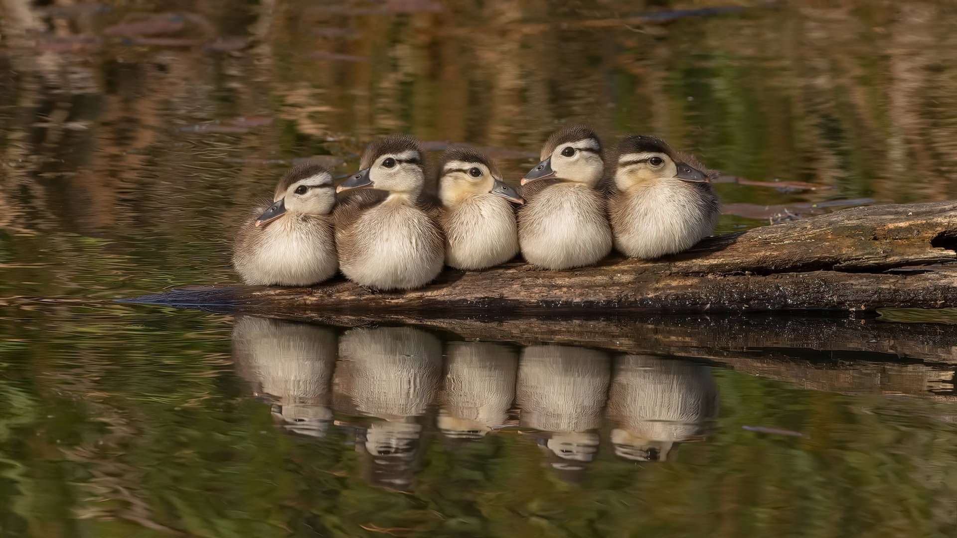 双线奇迹,多特蒙德欧冠生死战绝杀墨西哥霸主,坎特德甲争冠战化身关键先生