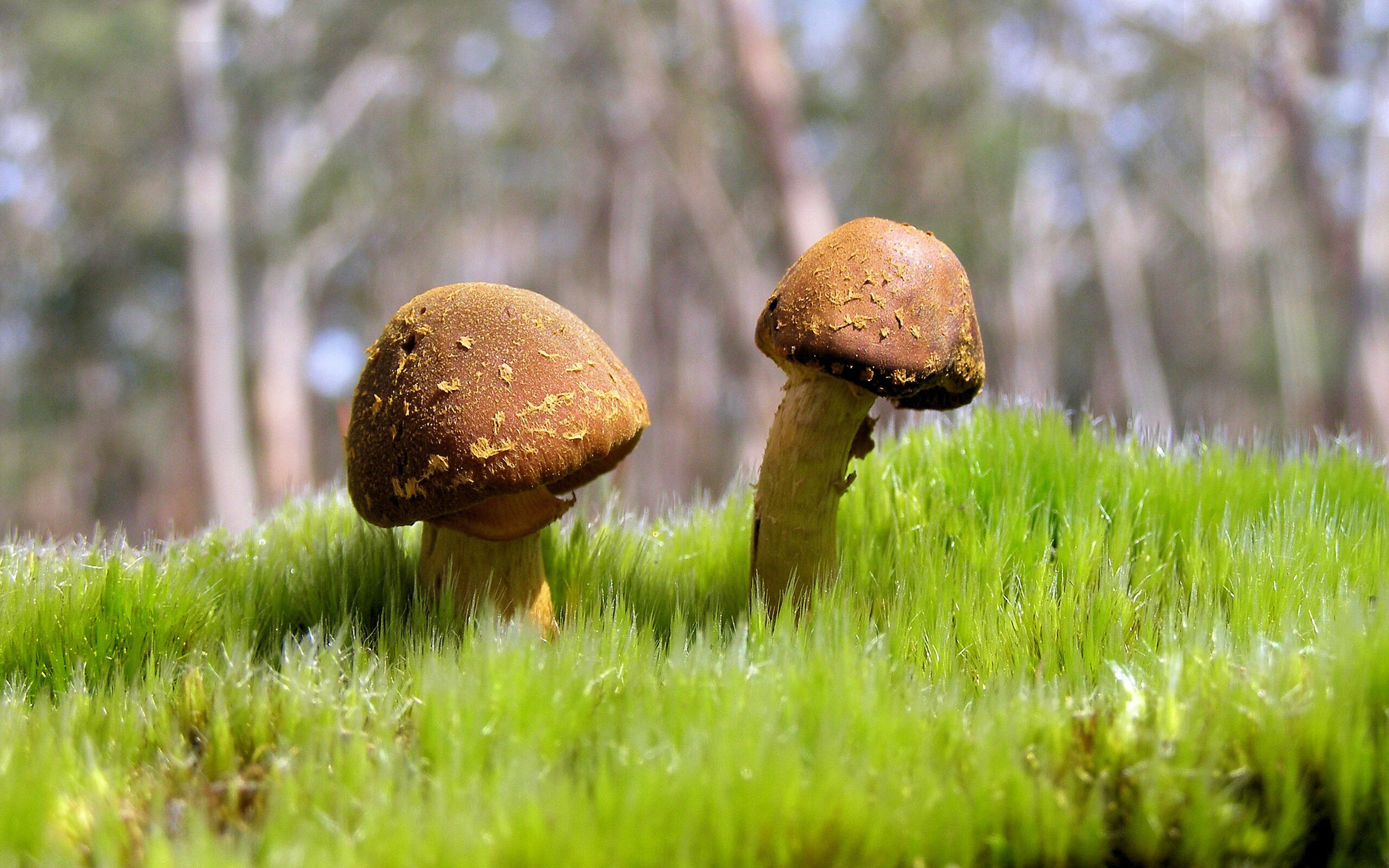 1.巅峰移师南美?一场欧冠级的荣耀对决,智利意志碾压巴西天赋