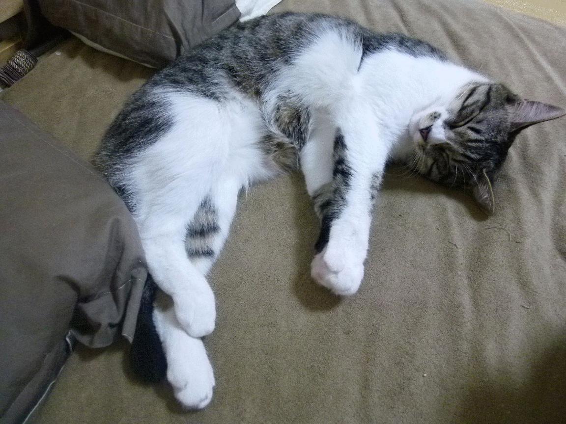 暗夜的手术刀,当迪巴拉用极致精度肢解欧冠最坚固防线