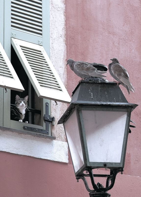 诺坎普的平行入侵,当哈兰德在巴萨与瑞士的缝隙中持续杀戮