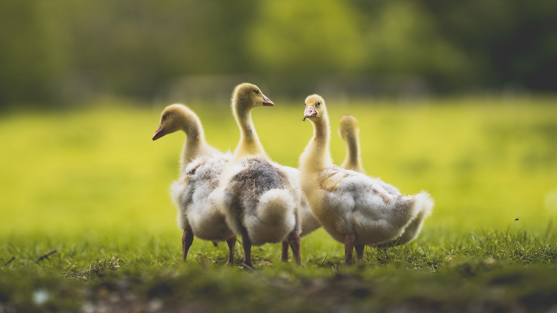 逆转绝杀震动联盟,哈利伯顿致命一击,湖人西部排位悬崖边缘