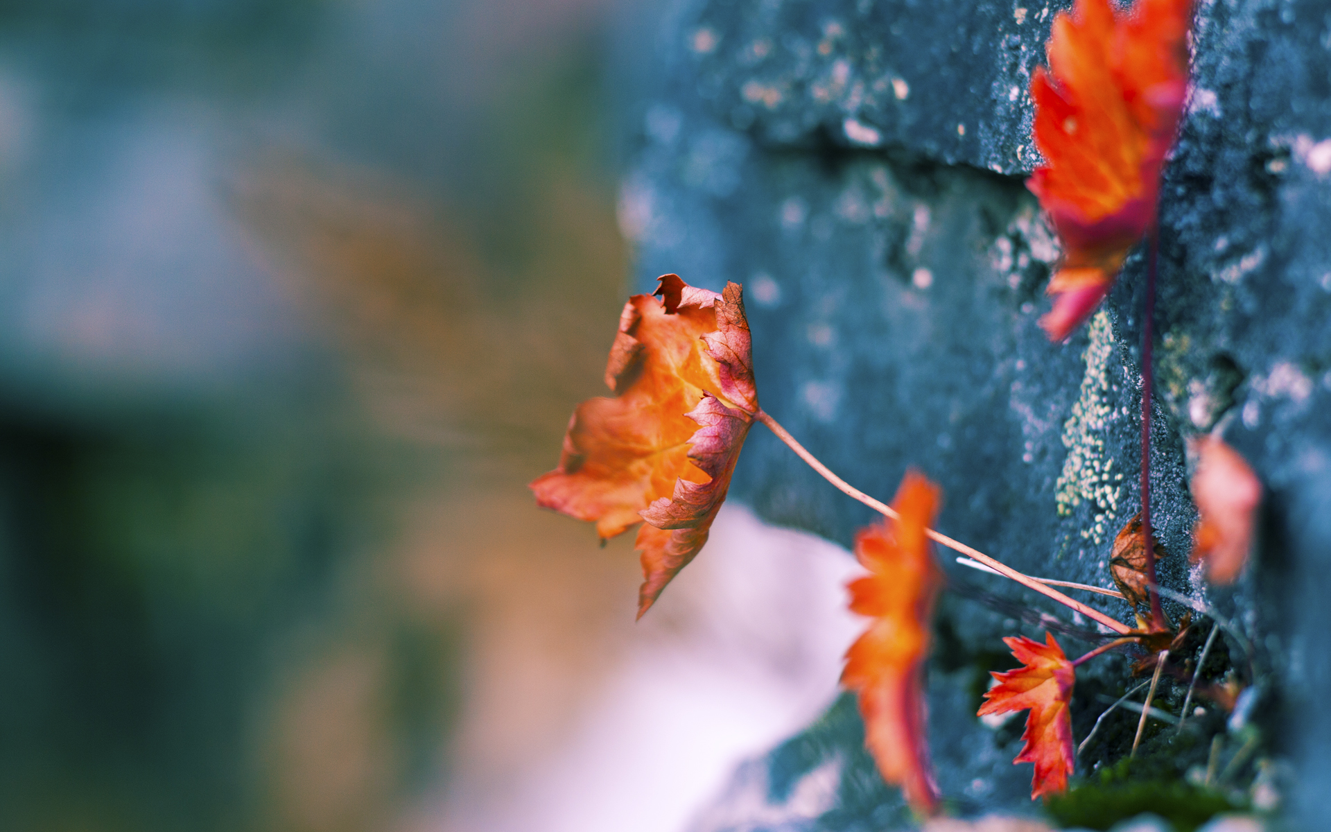 逆转之夜，戈贝尔终场制胜，骑士队上演跨联赛史诗翻盘