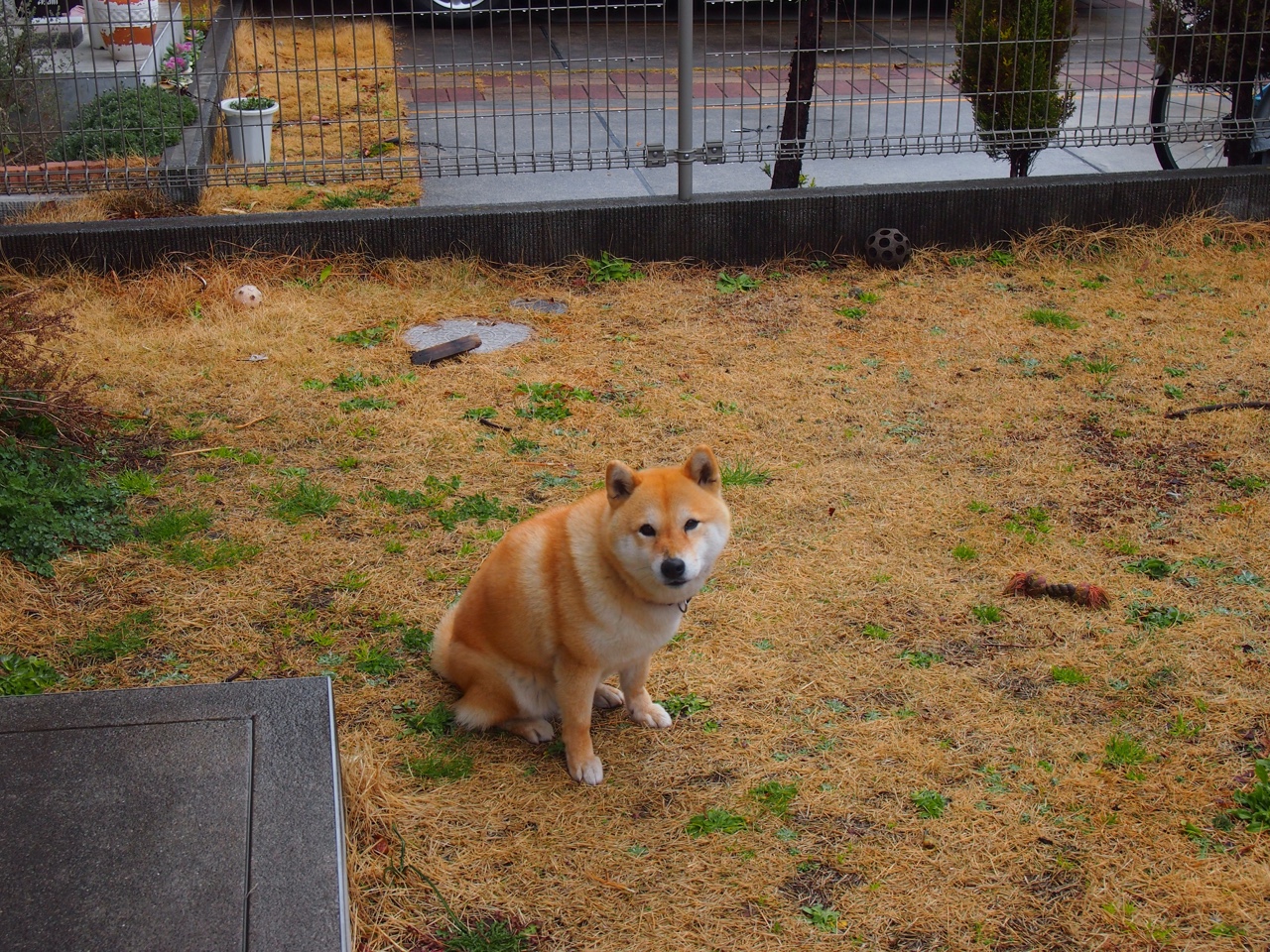 从被忽视到不可或缺，霍勒迪在雷霆对决森林狼中证明自己的价值