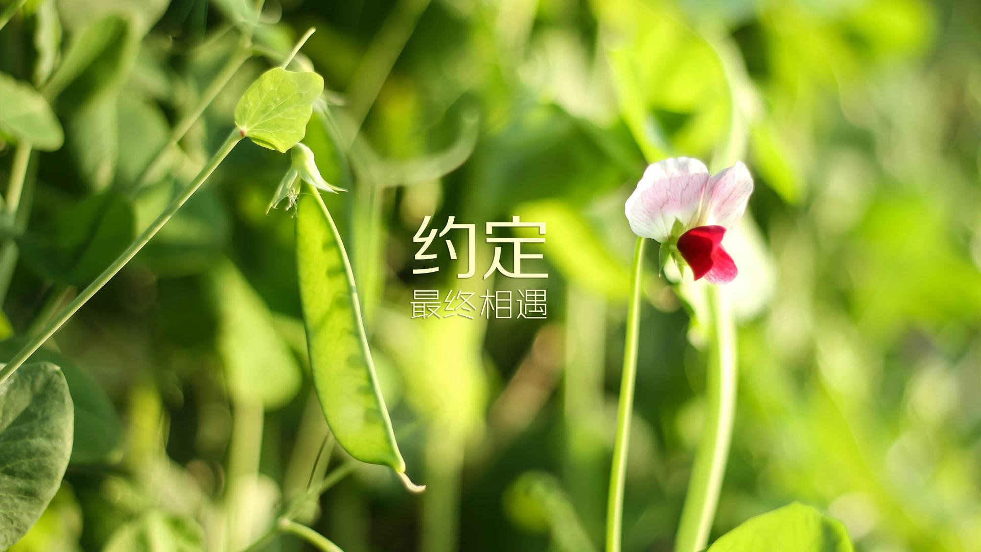 利刃出鞘,心跳重燃,F1发车线与篮球终场哨的共同决胜哲学